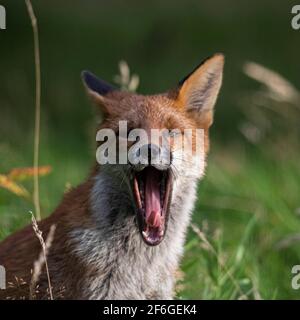 Interaction et comportement de la famille Fox, Aberdeen, Écosse du Nord-est Banque D'Images