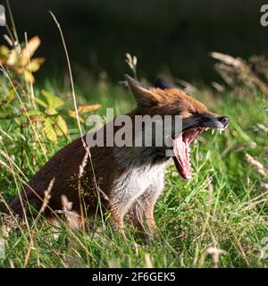 Interaction et comportement de la famille Fox, Aberdeen, Écosse du Nord-est Banque D'Images