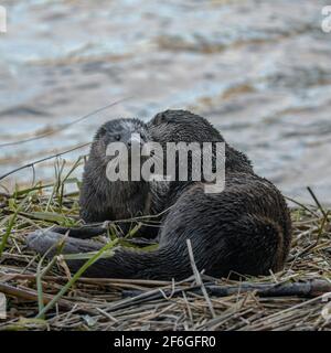 Otter, maman et cub roulant sur la rive Banque D'Images