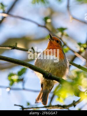 Magnifique oiseau de Robin songbird sur une branche d'arbre dans le saison de printemps Banque D'Images