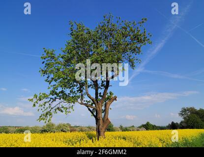 Un arbre de Broadleaf solitaire dans UN champ de canola jaune en fleurs dans Hesse Allemagne pendant UNE Sunny Day Banque D'Images