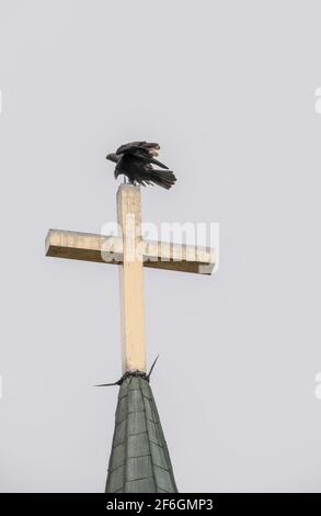 Turquie Vulture perchée sur l'église Steeple Banque D'Images