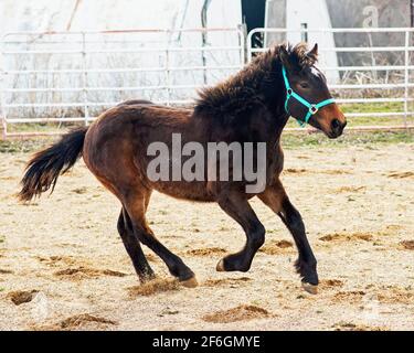 Des courses de chevaux dans une arène en plein air Banque D'Images