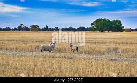 Trois moutons dans un quai de Stubble observer attentivement Banque D'Images