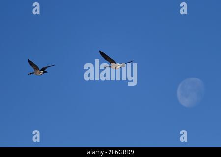 Pacific Grove, Californie, États-Unis. 31 mars 2021. Les Bernaches du Canada survolent la lune sur leur migration vers le nord. Crédit : Rory Merry/ZUMA Wire/Alamy Live News Banque D'Images