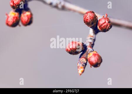 Bourgeons rouges sur la branche au printemps Banque D'Images