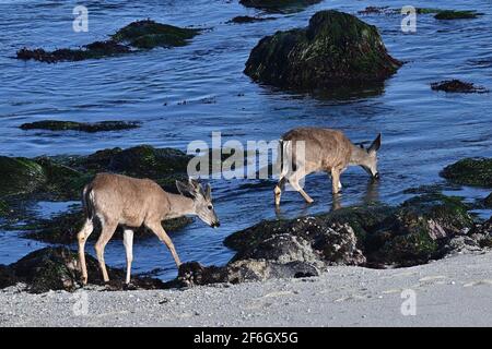 Pacific Grove, Californie, États-Unis. 31 mars 2021. Les jeunes gens qui ont un verre à la grande piscine de Tide sur l'océan Pacifique. Crédit : Rory Merry/ZUMA Wire/Alamy Live News Banque D'Images