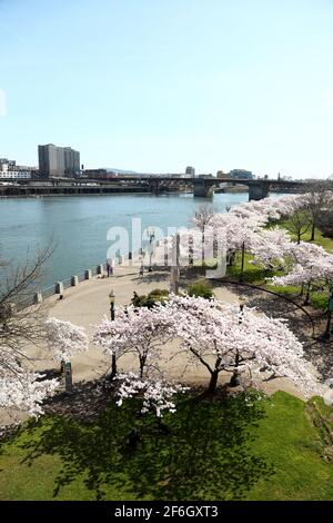 Image éditoriale : Portland, Oregon - 31 mars 2021 : cerisiers en fleurs sur le front de mer de Portland, sur la place historique japonaise américaine. Banque D'Images