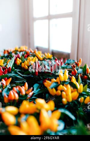 Pots avec petits poivrons rouges, jaunes et oranges décoratifs près de la fenêtre. Photo de haute qualité Banque D'Images