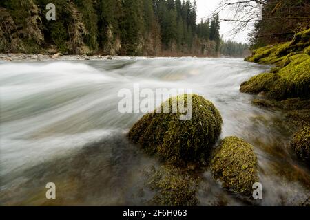 Rivière Sauk, rochers mousseux et arbres couverts de lichen, Darrington, comté de Snohomish, Washington, États-Unis Banque D'Images