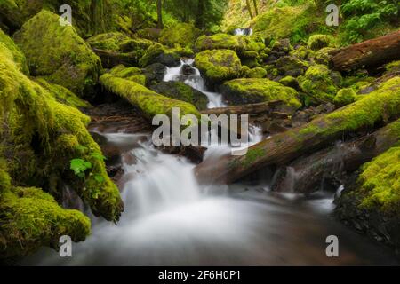 États-Unis, Oregon, petite crique avec des rochers et des rondins couverts de mousse Banque D'Images