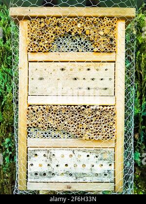 Insectes Hôtel fait de bois, argile, argile sans protection des oiseaux abeilles abeilles les abeilles sauvages nichent ici, trous comme une aide de couvain larves insecte bébé progéniture sauvage Banque D'Images