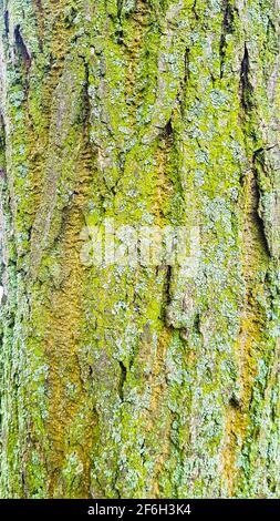 Arbre écorce rugueux vieux fond fissuré modèle brun structure verte grain nature forêt naturelle arbres bois durable environnement de conception en bois Banque D'Images