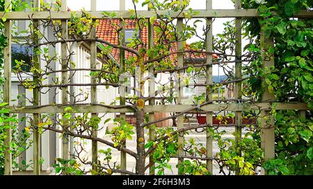Trellis de fruits sur un échafaudage en bois poire pomme fruits ornemental milieu végétal protection de la nature saison de culture protection de la nature extinction Banque D'Images