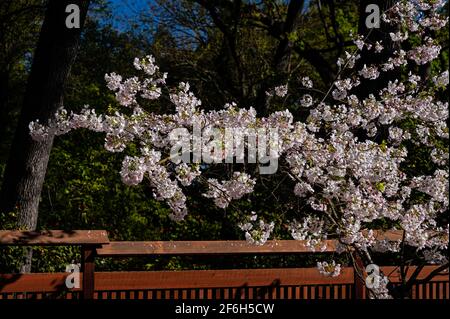 Cerisiers en fleurs dans le jardin japonais dans le parc régional de Micke Grove, Lodi, Californie Banque D'Images