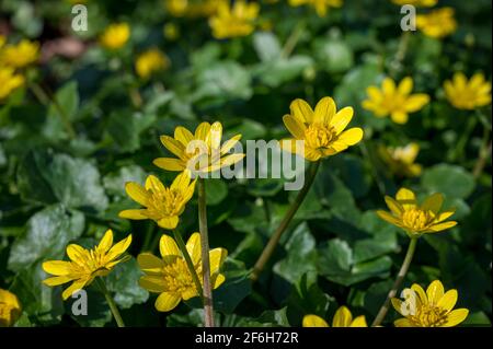 FICARIA verna fleur sauvage également connue sous le nom de Lesse Celandine, pilewort ou coupe de beurre de figue Banque D'Images