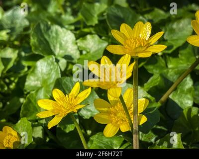 FICARIA verna fleur sauvage également connue sous le nom de Lesse Celandine, pilewort ou coupe de beurre de figue Banque D'Images