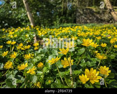 FICARIA verna fleur sauvage également connue sous le nom de Lesse Celandine, pilewort ou coupe de beurre de figue Banque D'Images