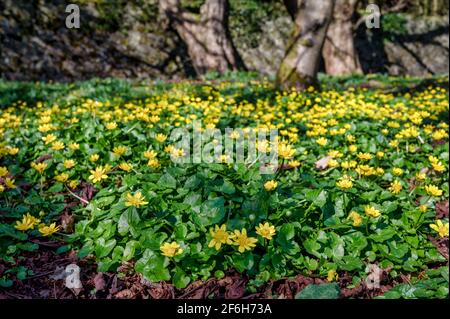 FICARIA verna fleur sauvage également connue sous le nom de Lesse Celandine, pilewort ou coupe de beurre de figue Banque D'Images