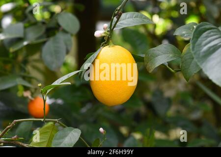 Fruit kumquat ou Citrus japonica poussant sur une branche Banque D'Images