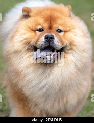 Chow Chow montrant une langue bleue typique Banque D'Images