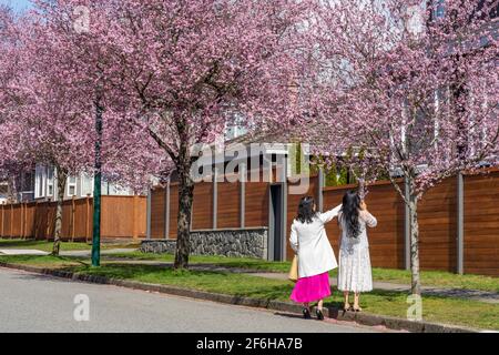 Les gens prennent des photos et apprécient la fleur de cerisier dans le quartier résidentiel de West 22nd Avenue, Arbutus Ridge. Vancouver, C.-B., Canada. Banque D'Images