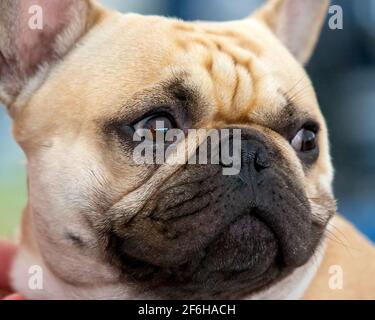 Bouledogue français close up Banque D'Images