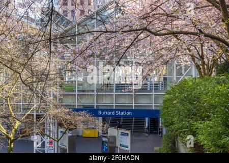 Cerisiers en fleurs dans la belle pleine fleur à la gare de Burrard, parc Art Phillips. Vancouver, C.-B., Canada. Banque D'Images