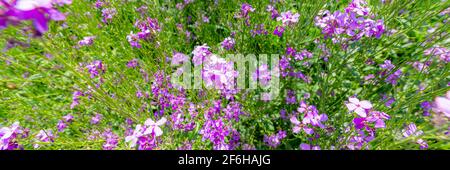 Arabis blépharophylla fleurs ou cresson rocheuse, cresson rocheuse de la côte commune ou cresson rocheuse. Fleur de charme Arabis Spring. Power fleurs fond rose. Banque D'Images