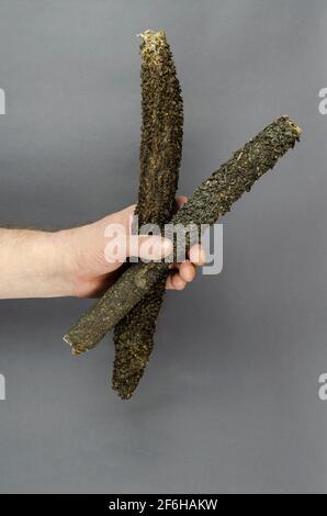 Tripe de bœuf séché et main d'homme sur fond gris. La main tient deux bâtons de l'estomac de la vache. Gâteries naturelles pour chiens. Marchandises pour animaux. Banque D'Images