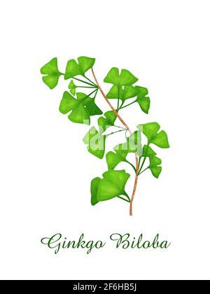 Ginkgo Biloba plante, herbes vertes herbes et collection de plantes, illustration réaliste de vecteur Illustration de Vecteur