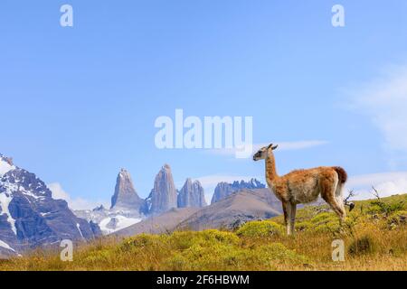 Guanaco (guanicoe lama) sur une colline à côté des tours Torres del Paine, parc national Torres del Paine, Ultima Esperanza, Patagonie, sud du Chili Banque D'Images