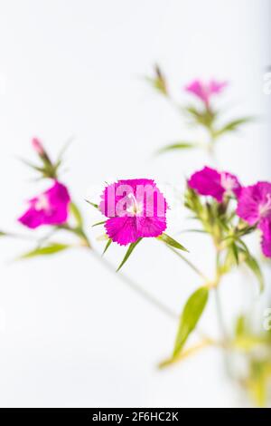 Fleur rose douce de william isolée sur fond blanc. Banque D'Images