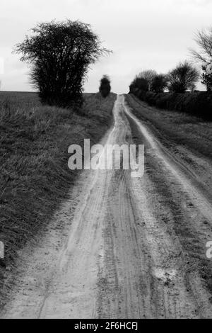 Track on Sparsholt Down, Lambourn Downs, Oxfordshire, Angleterre, Royaume-Uni Banque D'Images