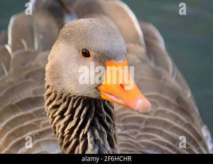 La bernache graylag ou la bernache graylag est une espèce de grande oie de la famille des anatidae et de l'espèce type du genre Anser. Banque D'Images