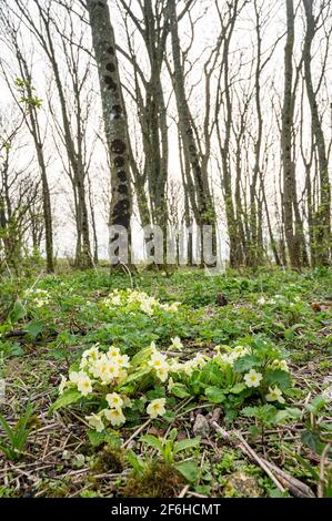 Brighton Royaume-Uni 30 mars 2021 - des primrosiers sauvages dans les bois à Devils Dyke le long de la South Downs Way près de Brighton que le soleil tente de brûler la brume tôt le matin. Le temps devrait devenir beaucoup plus froid au cours du week-end de Pâques avec la neige même prévu pour lundi : crédit Simon Dack / Alamy Live News Banque D'Images