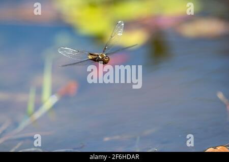 Dragonfly à corps large ; Libellula depressa ; Femme en vol ; Royaume-Uni Banque D'Images