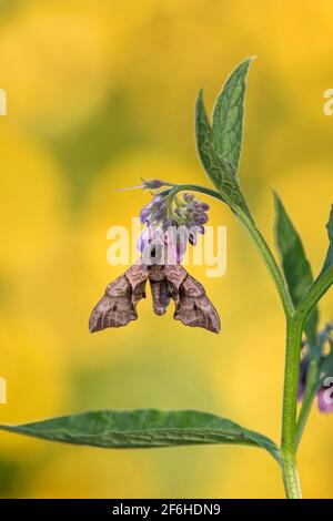 Eyed Hawk Moth ; Smerinthus ocellatus ; on Comfrey ; Royaume-Uni Banque D'Images