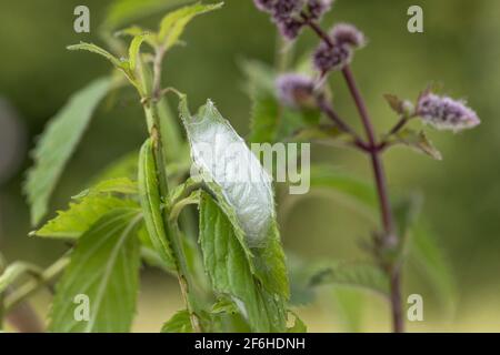 Gold Spot Moth ; Plusia festucae ; Chrysalis ; été ; Royaume-Uni Banque D'Images