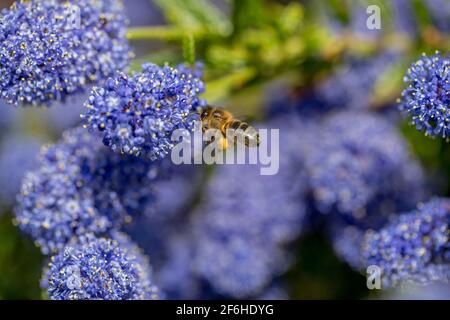 Honey Bee ; APIS mellifera ; à Ceanothus ; Royaume-Uni Banque D'Images