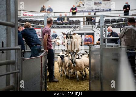 Moutons quittant l'anneau de vente à une vente de reproduction dans un élevage de bétail à la vente aux enchères, Cumbria, Royaume-Uni. Banque D'Images
