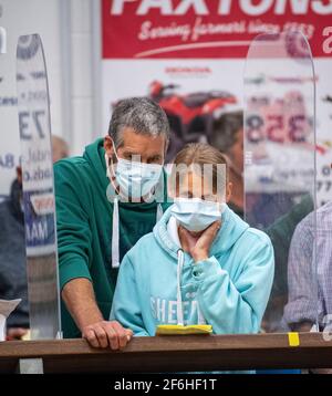 Les agriculteurs qui se sont encan dans un magasin d'élevage britannique pendant la pandémie de Covid-19 en 2020, portent des masques faciaux et des distanciages sociaux. Cumbria, Royaume-Uni. Banque D'Images