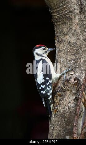 Un portrait d'un seul petit pic à pois (Dendrocopos Major) accroché sur le côté d'un arbre à la recherche de nourriture dans un jardin britannique. Banque D'Images