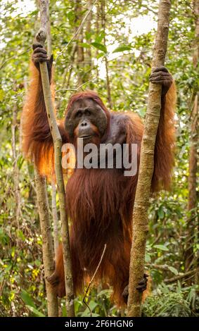 Orang-outan posant s'accrochant à une branche d'arbre dans le puting tanjun Parc national Banque D'Images