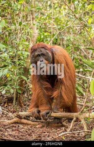 Orang-outan posé dans le parc national de Tanjung Puting Banque D'Images