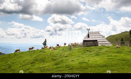 Vaches de bétail à aire de répartition libre sur un pâturage vert de haute montagne. Élevage biologique en été à Velika Planina, en Slovénie Banque D'Images