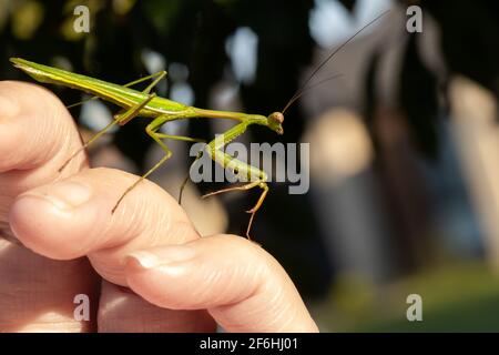 Mantis vert de prière assis sur une main Banque D'Images