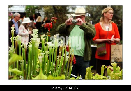 Le public bénéficie d'une autre belle journée de beau temps et de belles fleurs Au spectacle de fleurs de Chelsea en 2008 à Londonphotographie par David Sandison l'indépendant Banque D'Images