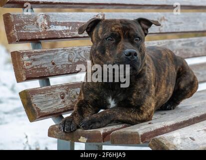 staffordshire bull terrier sur le banc Banque D'Images