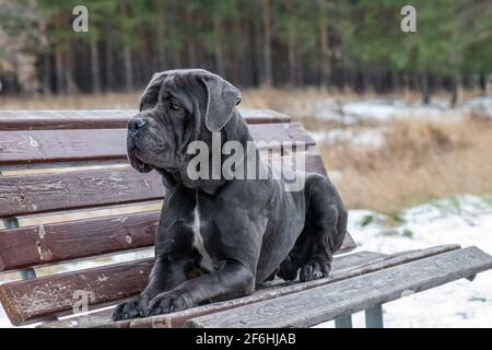 Le Cane Corso italian se trouve sur un banc en vue. Ce chien est une race italienne de mastiff. Il est utilisé pour la protection personnelle, le suivi, l'enfor de loi Banque D'Images